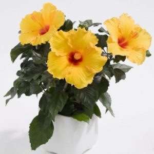 Hibiscus Ceres