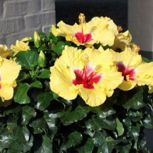 Hibiscus Boreas Yellow