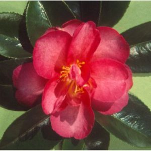 Camellia ‘Kanjiro’