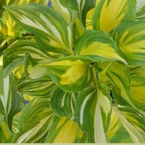 Hosta Yellow Spot