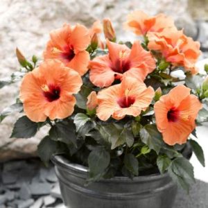 Hibiscus Adonicus Salmon