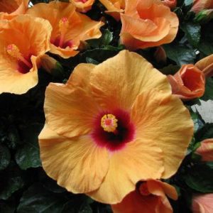 Hibiscus Adonicus Apricot