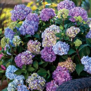 Hydrangea Endless Summer ® Bloomstar