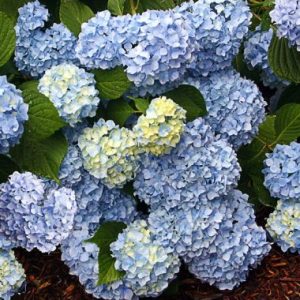 Hydrangea Endless Summer ® Blue