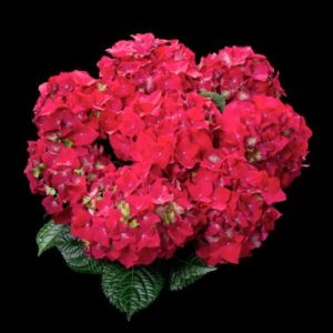 Hydrangea macrophylla Hot Red