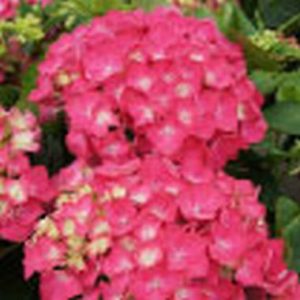 Hydrangea macrophylla 'Green Shadow'