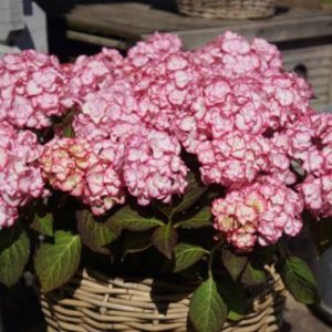 Hydrangea You & Me Miss Saori