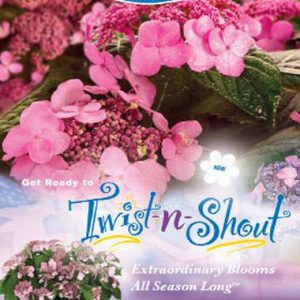 Hydrangea Endless Summer ® Twist n Shout