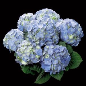 Hydrangea macrophylla Bela