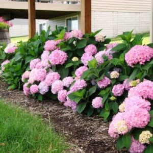 Hydrangea Endless Summer ® Pink