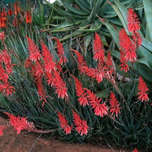 Indigenous Waterwise Shrubs