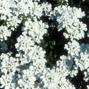 Iberis Sempervirens