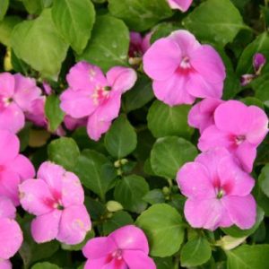 Impatiens 'Malanseuns Lavender'