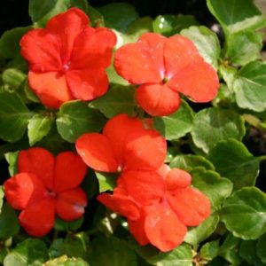 Impatiens 'Malanseuns Orange'