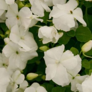 Impatiens Malanseuns 'Snow White'