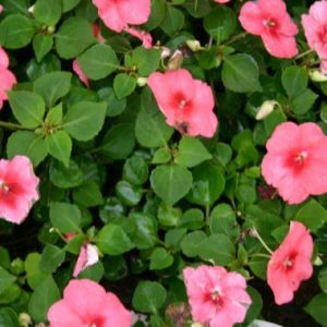 Impatiens 'Malanseuns Strawberry Butterfly'