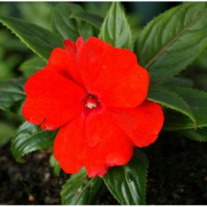 Impatiens New Guinea hybrids ‘Red’