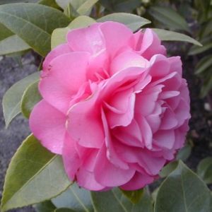 Camellia x williamsii ‘Debbie’