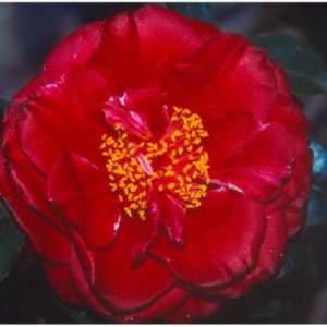Camellia japonica ‘Deep Secret’