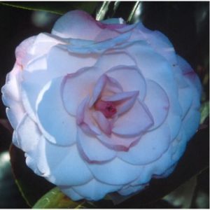 Camellia japonica  ‘Desire’