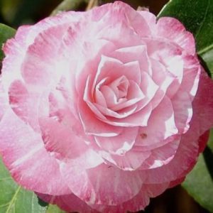 Camellia ‘Grace Albritton’
