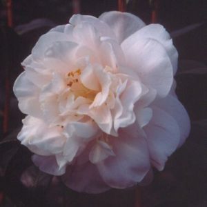 Camellia japonica ‘Omega’
