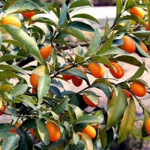 CITRUS Kumquat / SITRUS Kumkwat