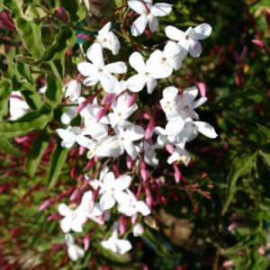 Jasminum polyanthum