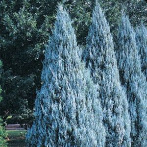 Juniperus Scopulorum 'Wichita Blue'
