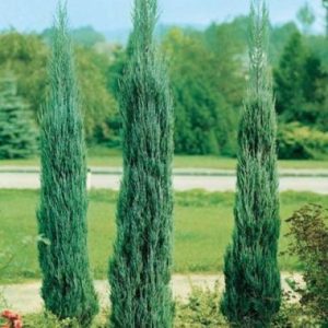 Juniperus Scopulorum 'Skyrocket'