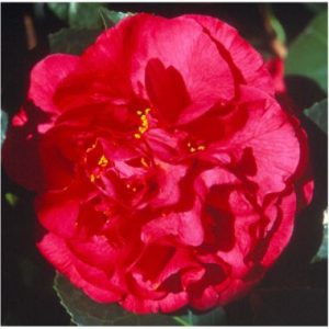 Camellia japonica ‘Kramer’s Supreme’