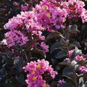 Lagerstroemia Black Diamond Lavender Lace