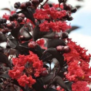 Lagerstroemia Black Diamond Best Red