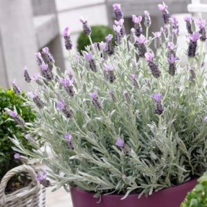 Lavandula stoechas Silver Anouk