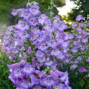 Penstemon Cha Cha Lavender