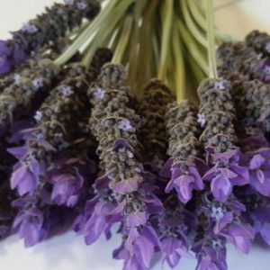 Lavender – Laventel Lavandula Dentata