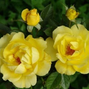 Leeudoorn's First Choice