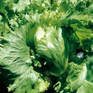 Herbalicious Lettuce Delight
