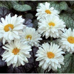 Leucanthemum  Victorian Secret