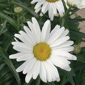 Leucanthemum Daisy Mae TM