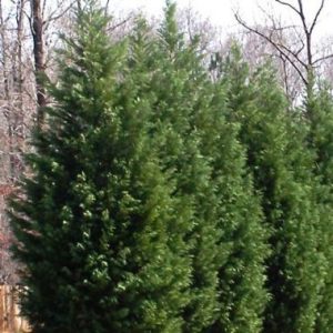 X Cuprocyparis Leylandii