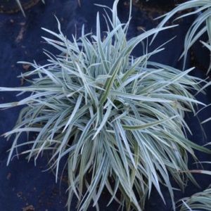 Liriope Silver Lawn