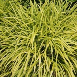 Liriope Pee Dee Gold