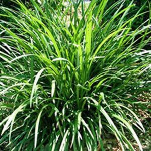 Liriope ‘Evergreen Giant’