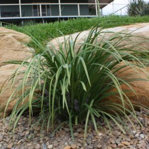 Liriope muscari Just Right