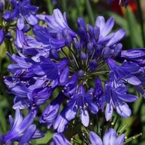 Agapanthus Bingo Blue