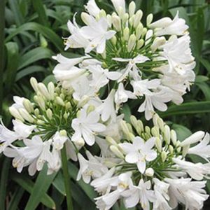 Agapanthus Bingo White