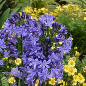 Agapanthus Buccaneer  