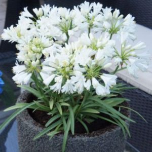 Agapanthus Double Diamond ®