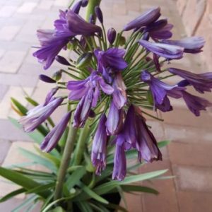 Agapanthus Fairy